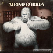 albino gorilla