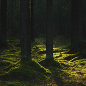 Spirits of the Forest