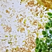 Tertium Organum