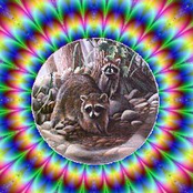 Rabid Raccoon