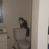 SHADOW THE EDGEHOG