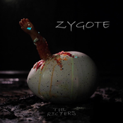 Zygote