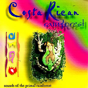 Costa Rican Rainforest