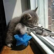 The Cats Are Taking Over!