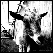 white noise manifesto