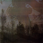 Inmitten des Waldes / Mortualia