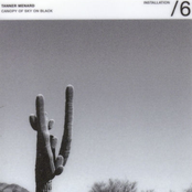 canopy of sky on black canvas