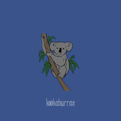 Kookaburras
