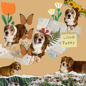 Little Puppy