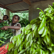 ituri pygmies