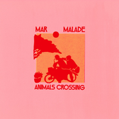 Animals Crossing