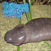 Atretochoana Eiselti