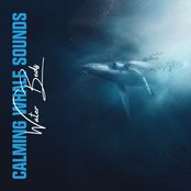 Calming Whale Sounds