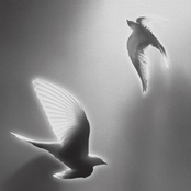 Doves, '25 on Blank Canvas