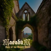 Owls of the Ancient Tower