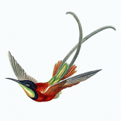 A Hummingbird (for Keno)