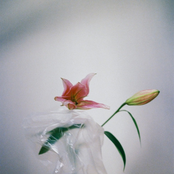 Wish It Were a Dream