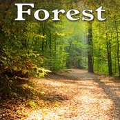 Healthful Forest at Dusk