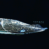 CICADA
