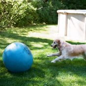 Daisy Vs. The Grim Reaper