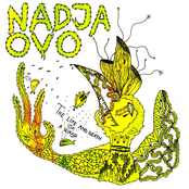 The Life & Death of a Wasp