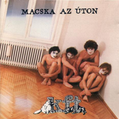 Macska Az úton by Kft