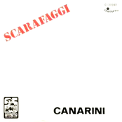 Scarafaggi