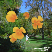 California Poppy