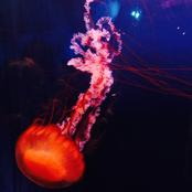 Aquarium Bookstore Rendezvous