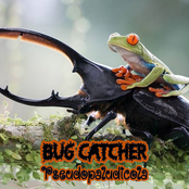 Bug Catcher / Pseudopaludicola
