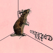 cornered rat