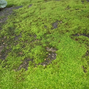 이끼이끼이끼이끼이끼이끼이끼이끼 🍃 🍃