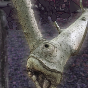 Gestation In Hillock (Cavatus vs Phyllomedusa)