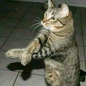 Locazo Freestyle (Remix)