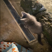 Quando o telefone toca