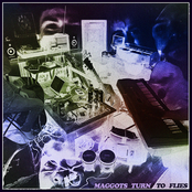 Maggots Turn To Flies