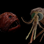 Deadly Chronicles: Assaults From The Land And The Sea, Vol. 4