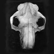 Trebling In Transients