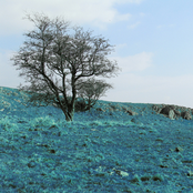 Fields of Blue