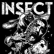 Insect Radio