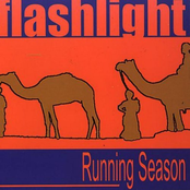 This Year by Flashlight