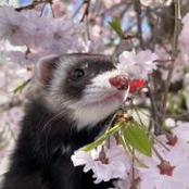 Tomorrow I'll Be Ferretin'!