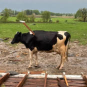 Windmill Brixton 281025