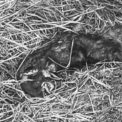 Blood Glazed Corridors