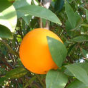 california oranges