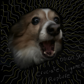 Cruciate Ligament Rupture