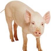 Punk rock! VD! Fuck you!