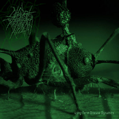 Long-Term Disease Dynamics