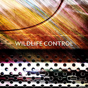 Darkness by Wildlife Control