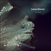 Lotus Dream
